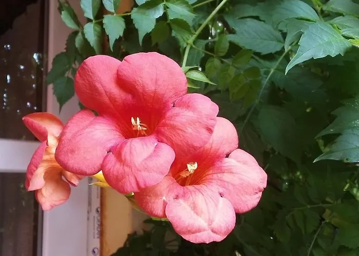Apartmán Vadszolo Vendeghaz *