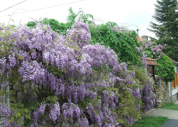 Apartament Vadszolo Vendeghaz *